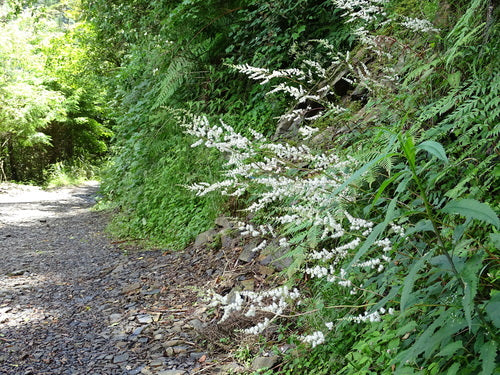 Astilbène — Bild 2