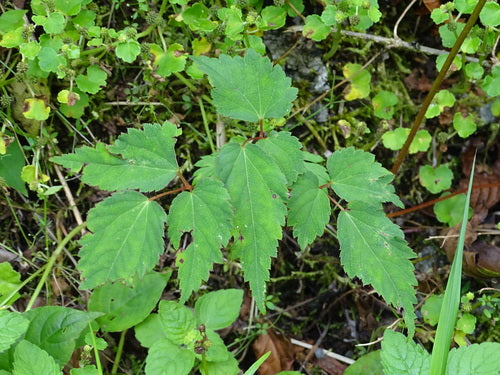 Astilbène — Bild 1