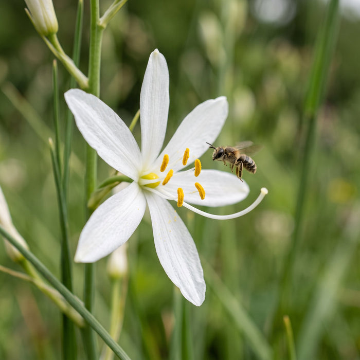 Blüte von Astlose Graslilie (Anthericum liliago) in Nahaufnahme (KI-generiert)