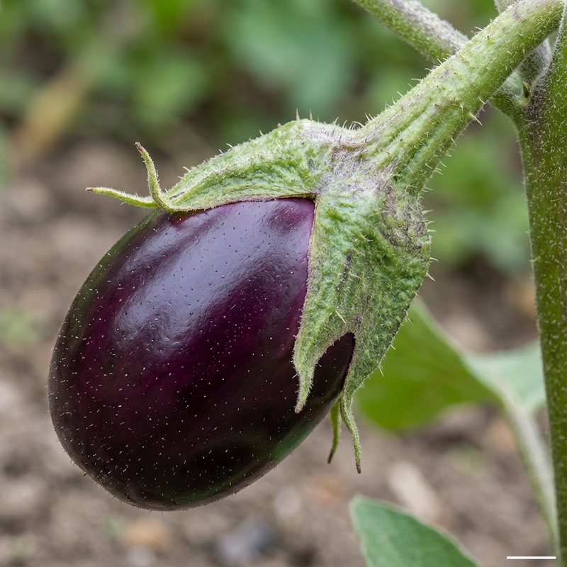Aubergine