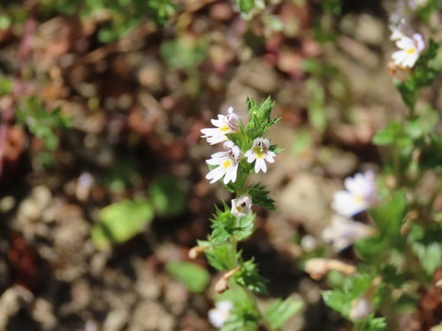 Eyebright — Bild 2