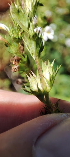 Eyebright — Bild 5