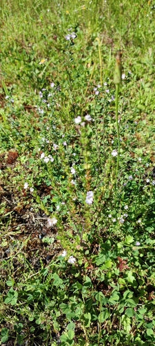 Eyebright — Bild 4