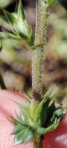Eyebright — Bild 3