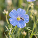 Blüte von Ausdauernder Lein (Linum perenne) in Nahaufnahme (KI-generiert)