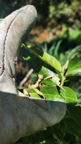 Phasme australien — Bild 4