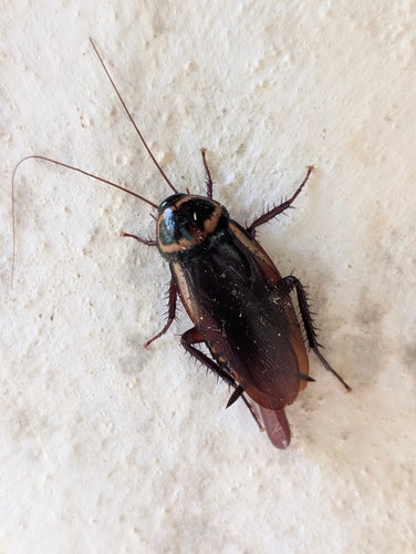 Blatte australienne — photo 4 sur 51