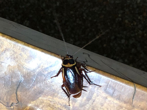 Blatte australienne — Bild 5