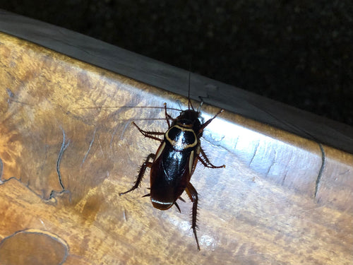 Blatte australienne — Bild 3