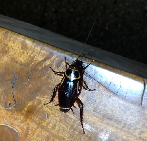 Blatte australienne — Bild 4