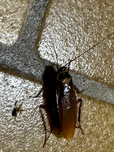 Blatte australienne — Bild 1