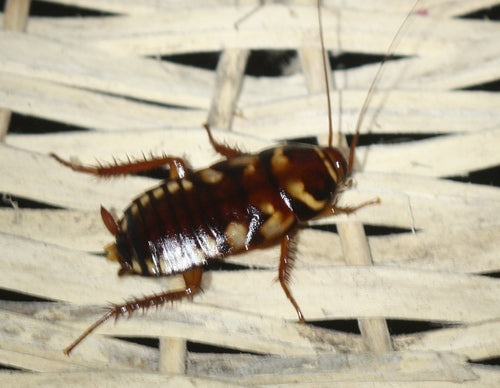 Blatte australienne — Bild 2