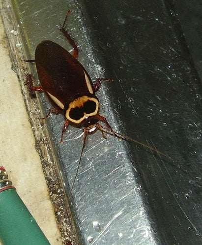 Blatte australienne — photo 3 sur 51