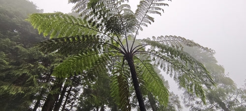 Fougère arborescente australienne — photo 4 sur 8