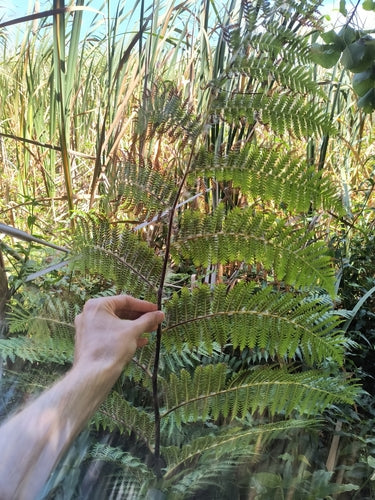 Fougère arborescente australienne — photo 3 sur 8
