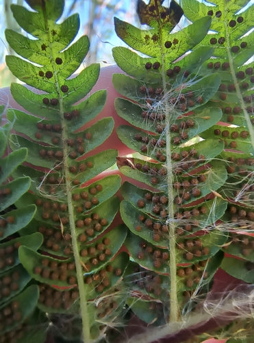 Fougère arborescente australienne — photo 1 sur 8