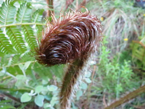 Fougère arborescente australienne — photo 5 sur 8