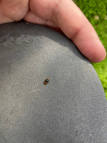 Coccinelle australienne (cochenille) — Bild 4