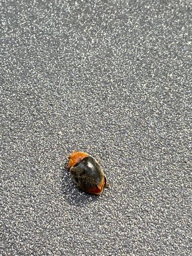 Coccinelle australienne (cochenille) — Bild 5