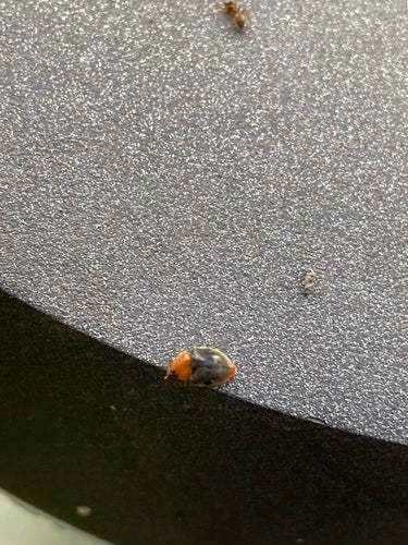 Coccinelle australienne (cochenille) — Bild 2