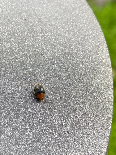 Coccinelle australienne (cochenille) — Bild 3