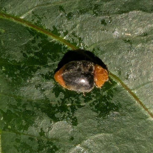 Coccinelle australienne (cochenille) — Bild 1