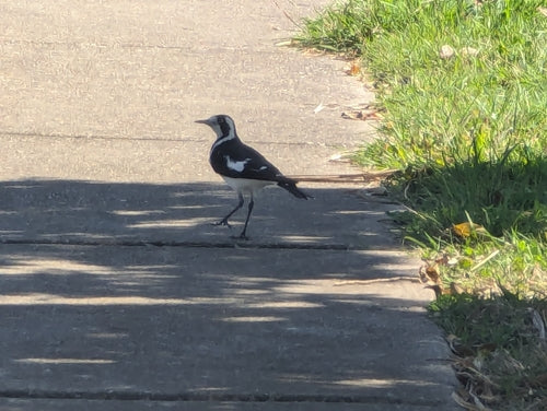 échasses australienne — photo 3 sur 8