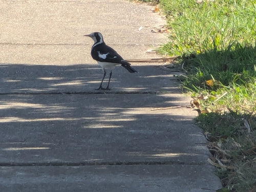 échasses australienne — photo 2 sur 8