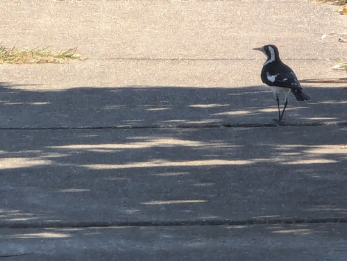 échasses australienne — photo 1 sur 8