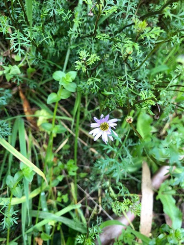 Marguerite australienne — photo 5 sur 8
