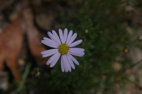Marguerite australienne — photo 1 sur 8