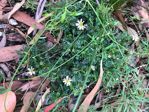 Marguerite australienne — photo 2 sur 8