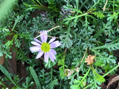 Marguerite australienne — photo 3 sur 8