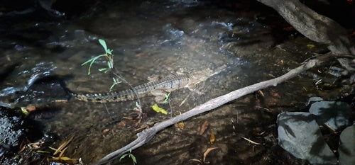 Crocodile d'eau douce australien — Bild 5