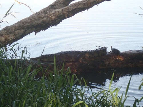 Crocodile d'eau douce australien — Bild 4