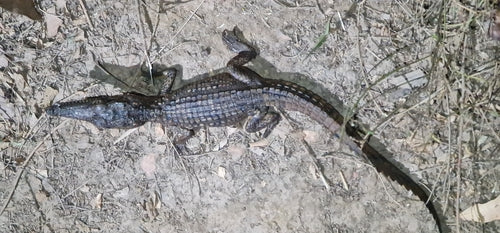 Crocodile d'eau douce australien — Bild 3