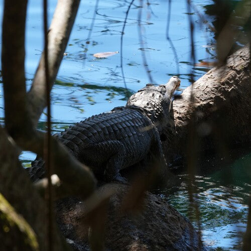 Crocodile d'eau douce australien — Bild 2