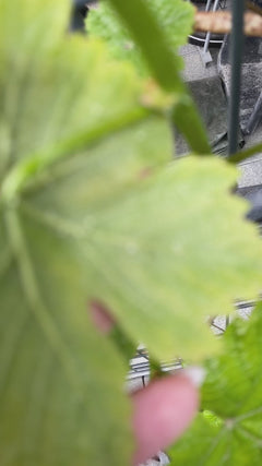 Vin ornemental