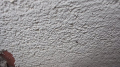 Fourmi de jardin gris-noir
