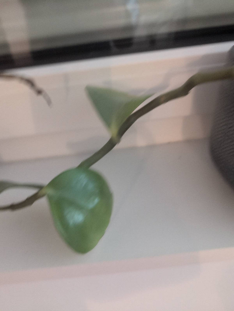 fleur de cire — Bild 2