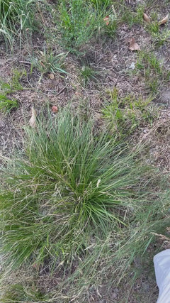 herbes douces – Locarno, Suisse