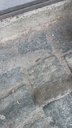 Chenille processionnaire du chêne – Oberursel (Taunus)