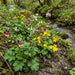 Bach-Nelkenwurz (Geum rivale) in Blüte im naturnahen Garten (KI-generiert)