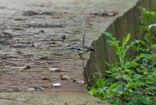 bergeronnette — Bild 5