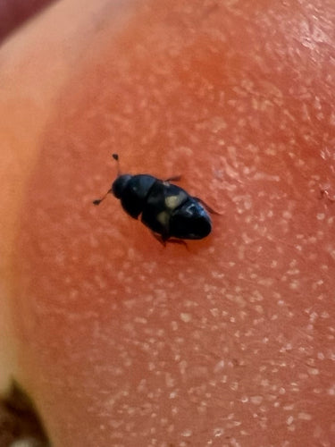 Cuisson des coléoptères des fruits — Bild 4