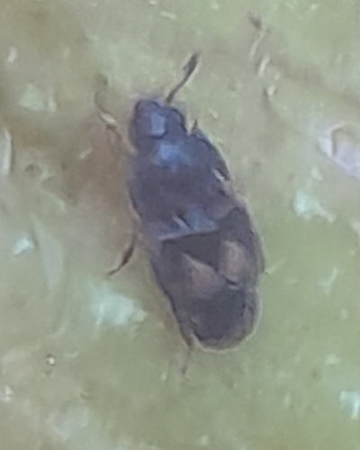 Cuisson des coléoptères des fruits — Bild 2