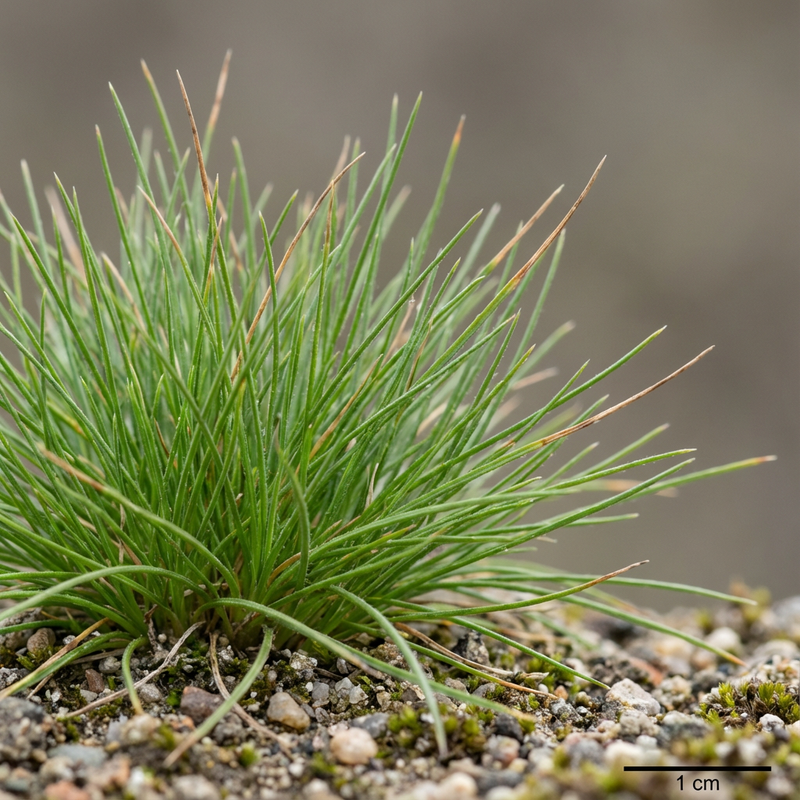 Herbe à peau d'ours