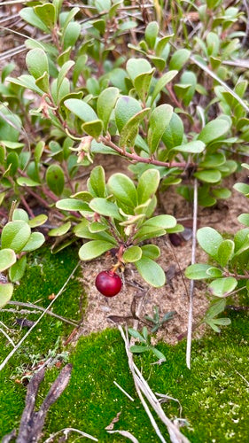 Raisin d'ours — Bild 3
