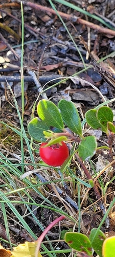 Raisin d'ours — Bild 4