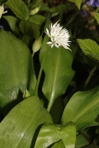 ail sauvage — Bild 2